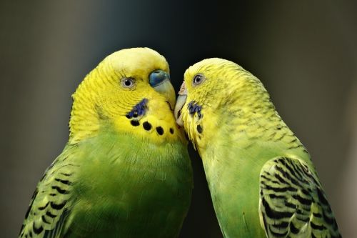 Datingtips: Vroege vogels vangen de poes